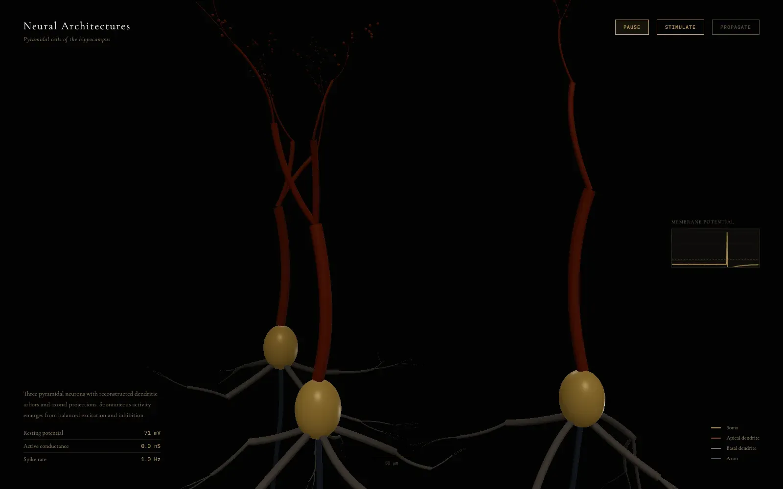 Three pyramidal neurons with gold somata, amber apical trees and a gold membrane trace.